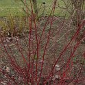 Cornus alba 'Kesselringii' rameau P2C P18
